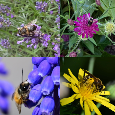 Blinde bij, hommelbijvlieg, rosse metselbij en breedbandgroefbij. Allen gewoon in je voortuin.