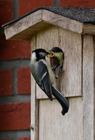 In een ontwerp wordt ook rekening gehouden met nestgelegenheid.