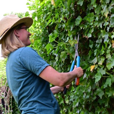 Snoeien van hagen kan natuurlijk alleen als er geen vogelnesten in zitten.