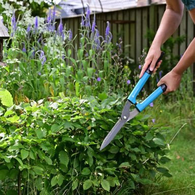 Snoeiafval kan gebruikt worden als mulchlaag onder de heg tegen uitdroging, ongewenste kruiden en als circulaire bron van voedingsstoffen.