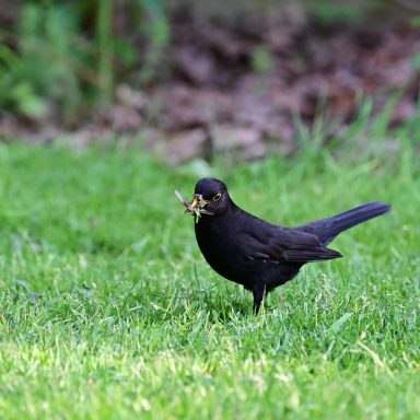Ook een gazon is waardevol voor de biodiversiteit, vooral als daar ook andere kruiden in mogen groeien.
