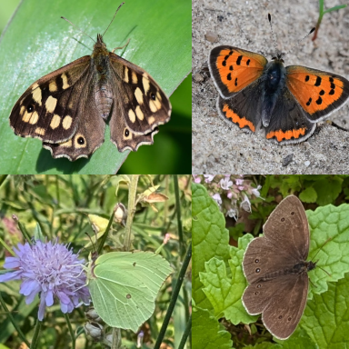 Bont zandoogje, kleine vuurvlinder, citroenvlinder, koevinkje. Allemaal vlinders die ook bij jou in de tuin kunnen komen.