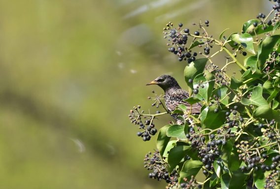 Bloeiende klimop is onmisbaar voor bijen en zweefvliegen in de nazomer en levert vervolgens door vogels geliefde bessen.